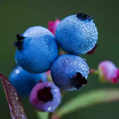 Foto von Amerikanische Heidelbeere (Vaccinium angustifolium)