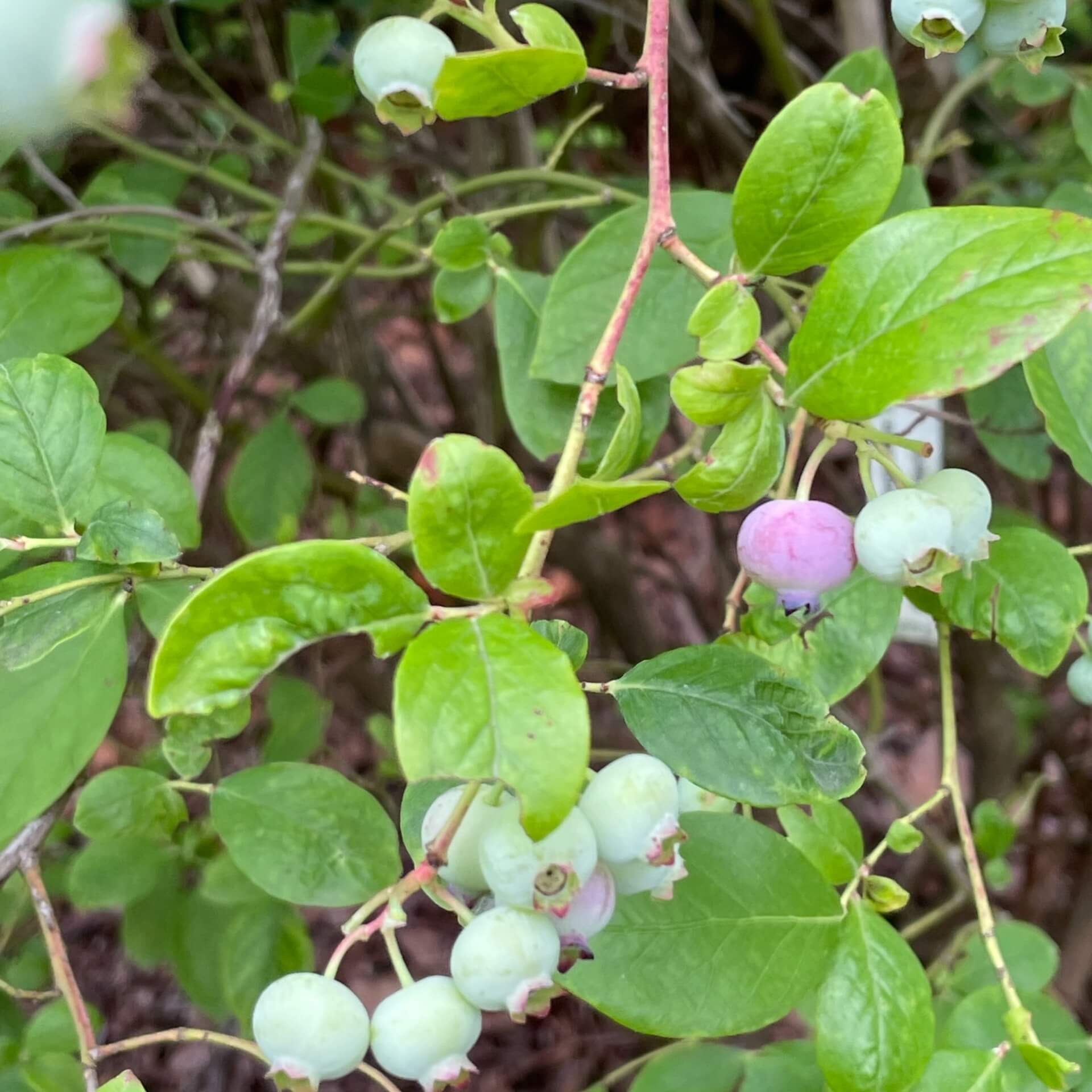 Amerikanische Heidelbeere (Vaccinium corymbosum)