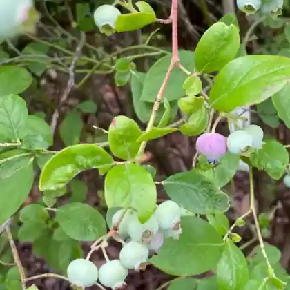 Foto von Amerikanische Heidelbeere (Vaccinium corymbosum)