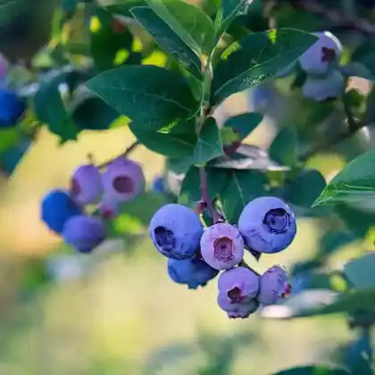 Foto von Heidelbeere 'Bluecrop' (Vaccinium corymbosum 'Bluecrop')
