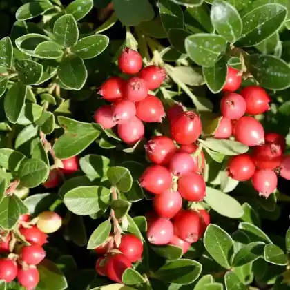 Foto von Großfrüchtige Moosbeere (Vaccinium macrocarpon)