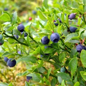 Vaccinium myrtillus