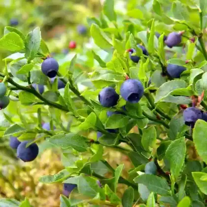 Foto von Heidelbeere (Vaccinium myrtillus)