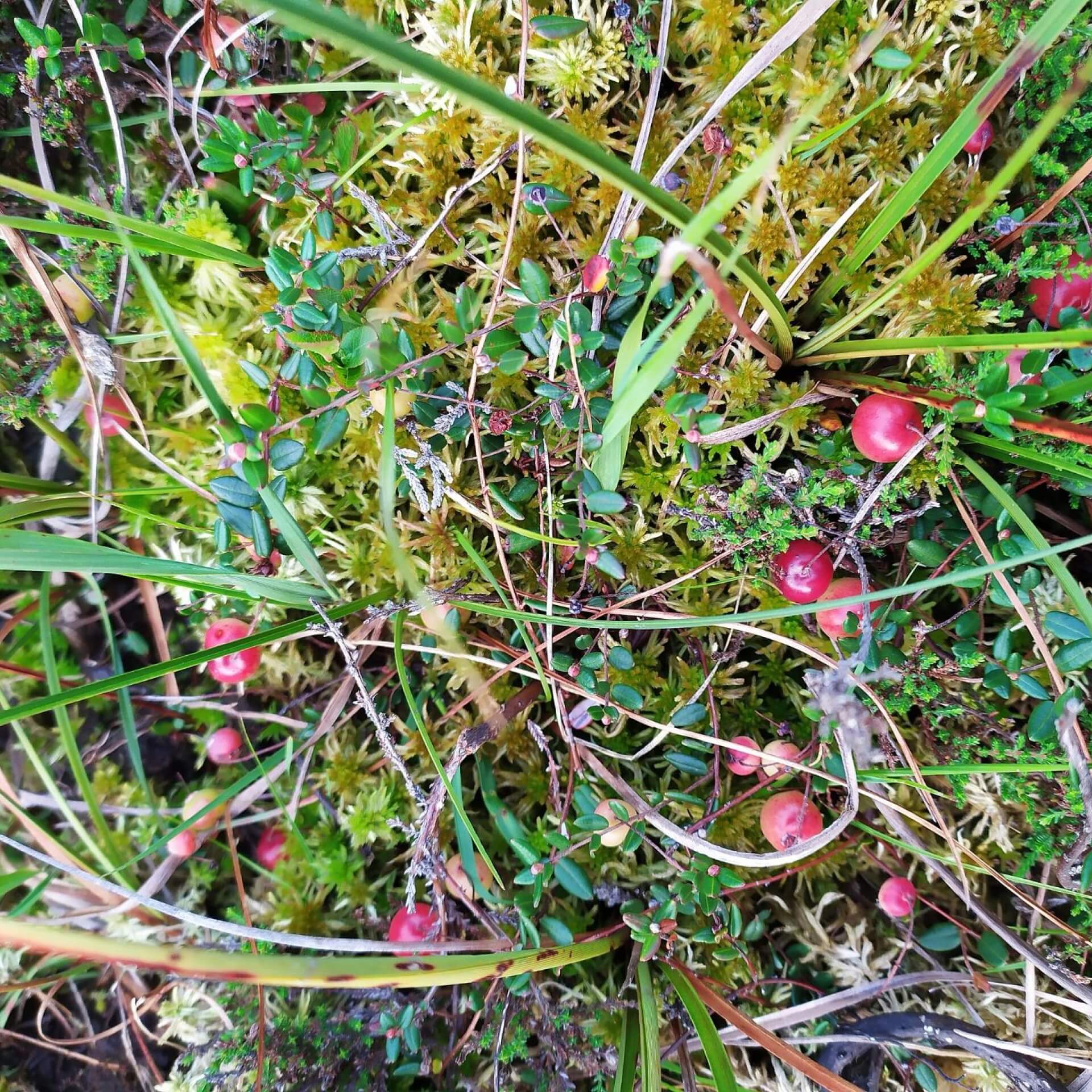 Gewöhnliche Moosbeere (Vaccinium oxycoccos)