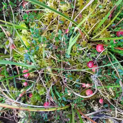 Foto von Gewöhnliche Moosbeere (Vaccinium oxycoccos)