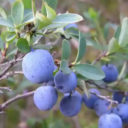 Foto von Rauschbeere (Vaccinium uliginosum)