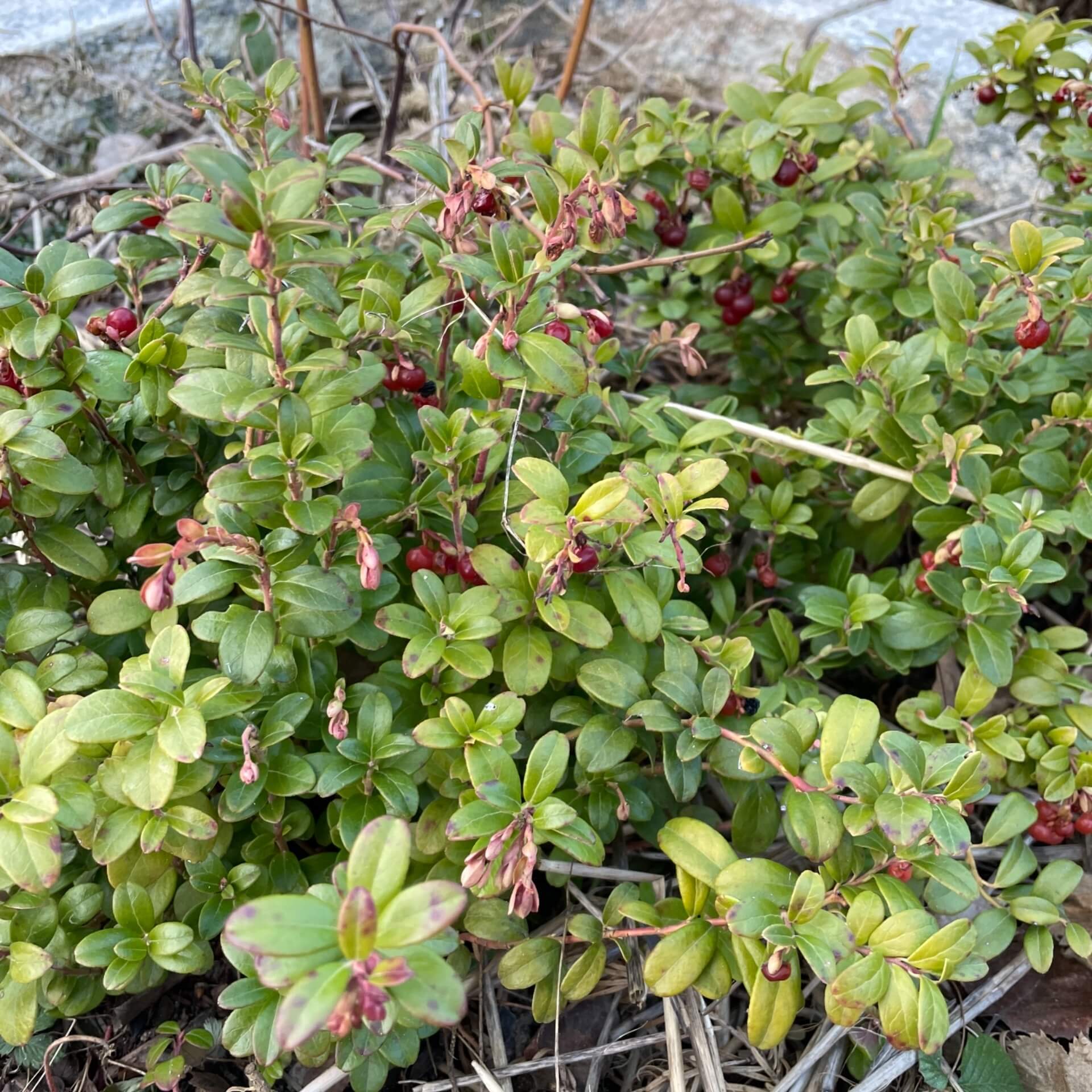 Preiselbeere (Vaccinium vitis-idaea)