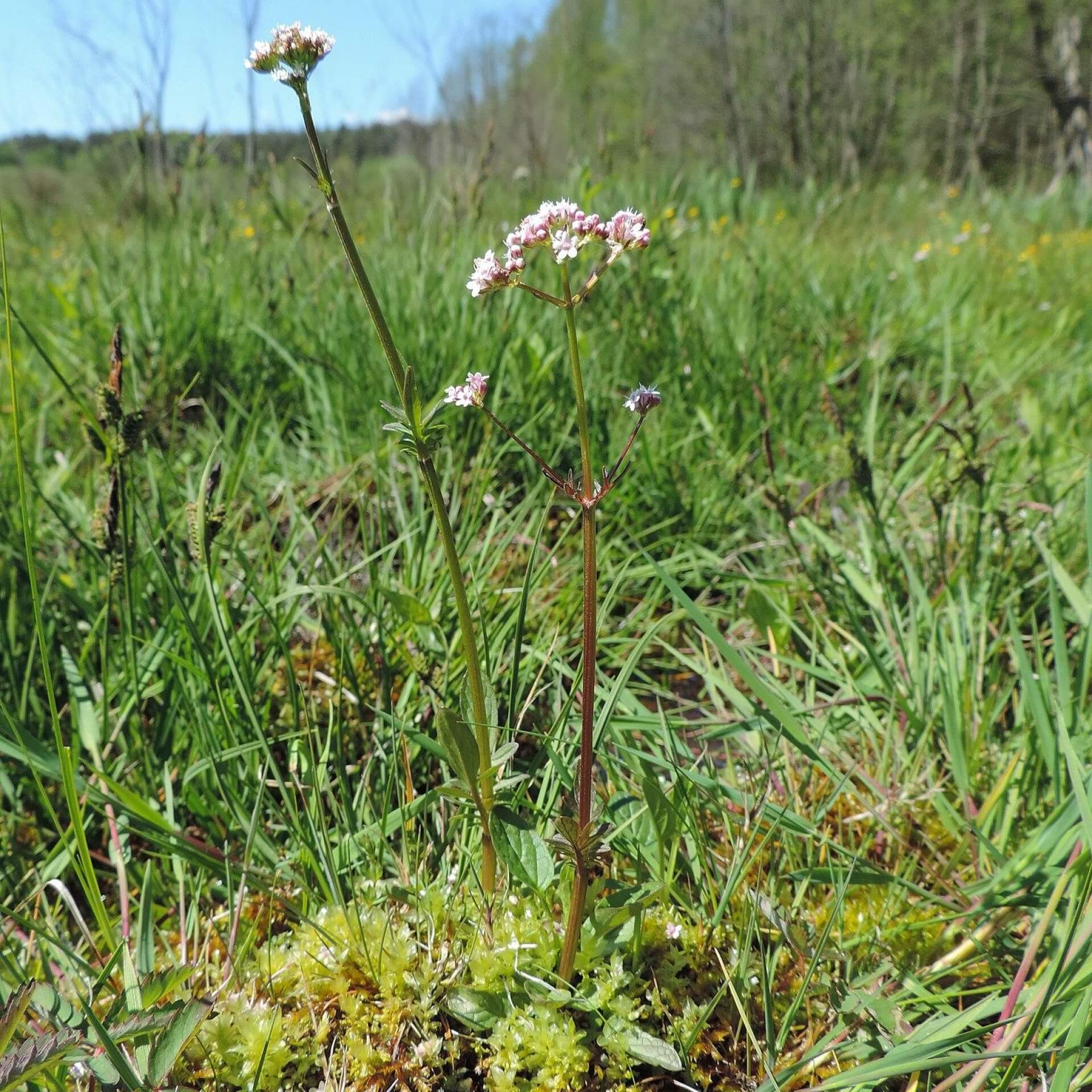 Kleiner Baldrian (Valeriana dioica)