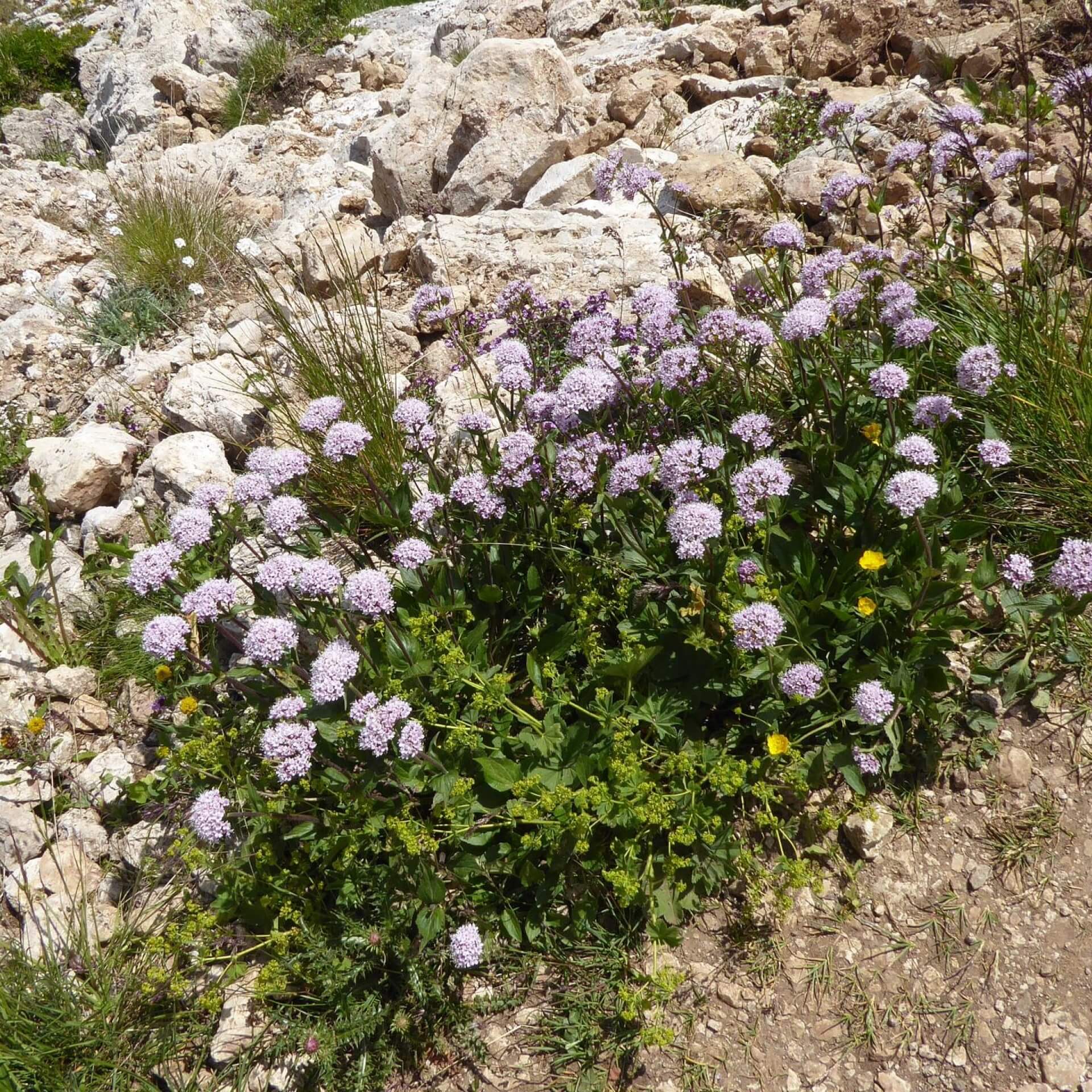 Berg-Baldrian (Valeriana montana)