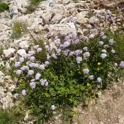 Foto von Berg-Baldrian (Valeriana montana)