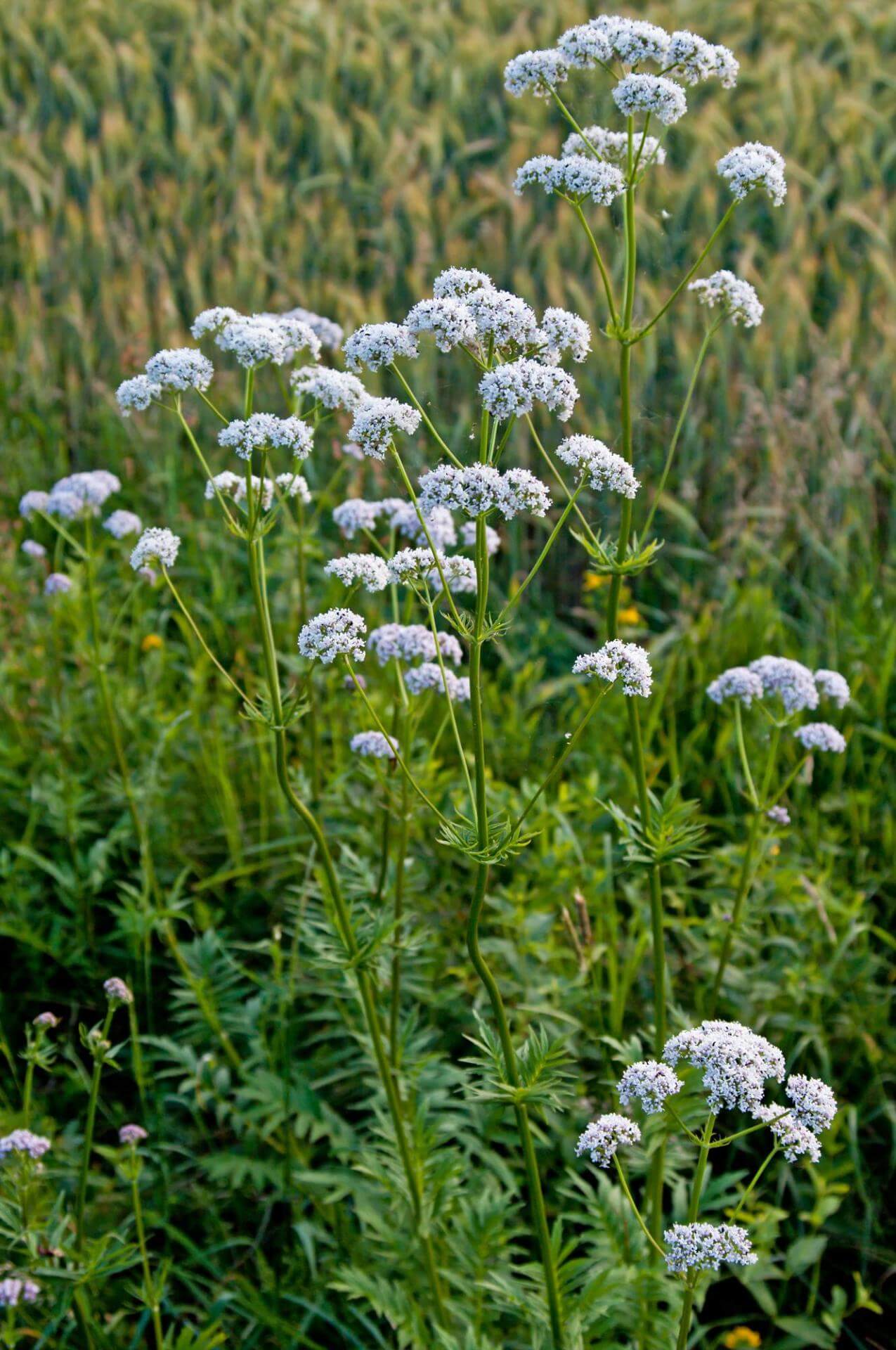 Echter Baldrian / Valeriana officinalis