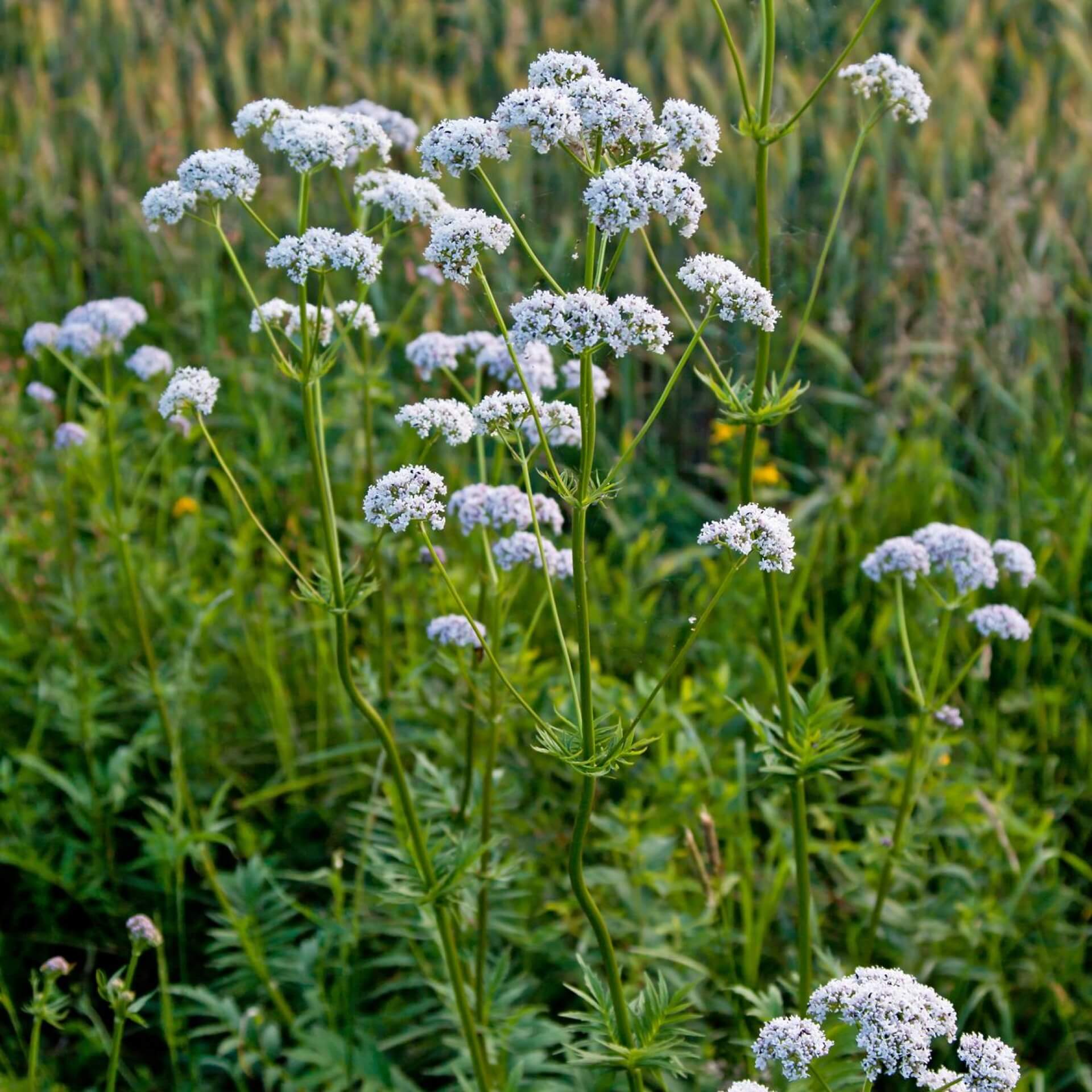 Echter Baldrian (Valeriana officinalis)