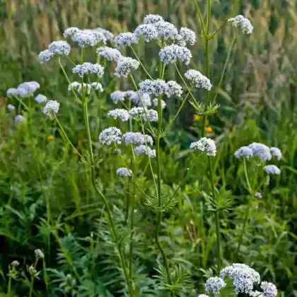 Foto von Echter Baldrian (Valeriana officinalis)