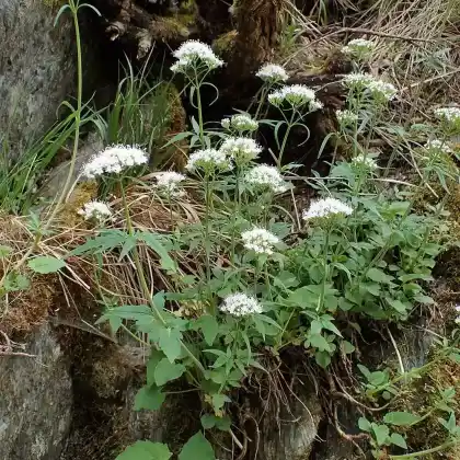Foto von Stein-Baldrian (Valeriana tripteris)