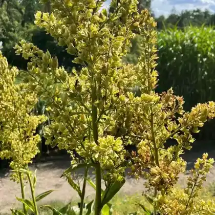 Foto von Weißer Germer (Veratrum album)