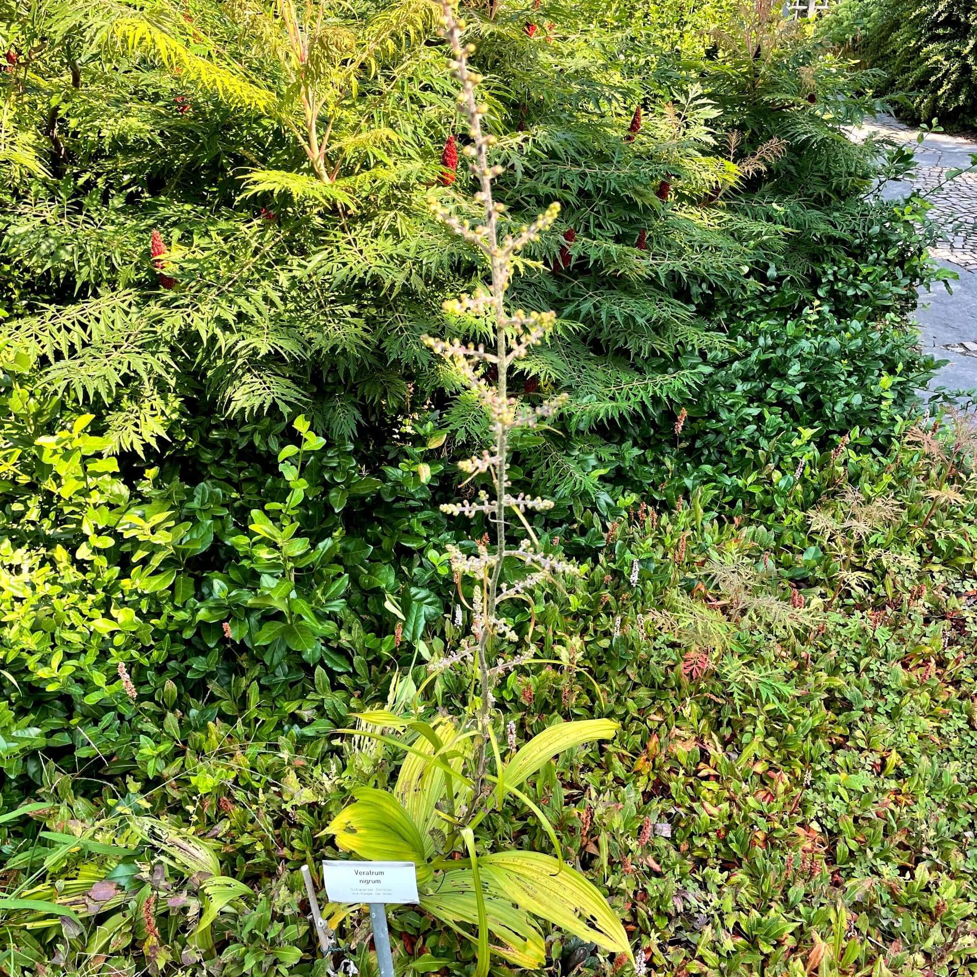 Schwarzer Germer (Veratrum nigrum)