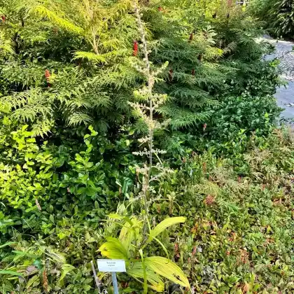 Foto von Schwarzer Germer (Veratrum nigrum)