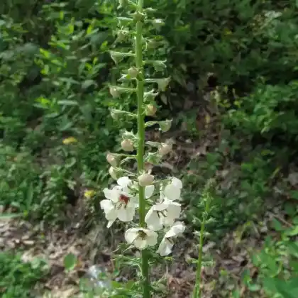Foto von Motten-Königskerze (Verbascum blattaria)