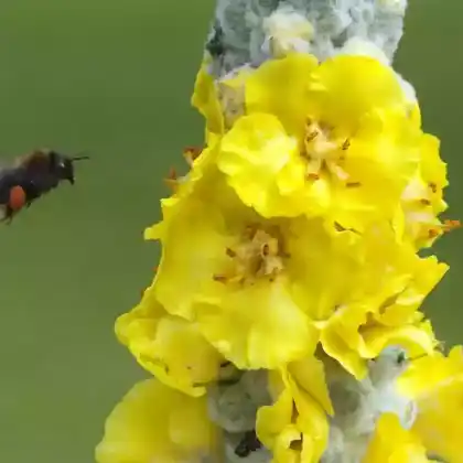 Foto von Seidige Königskerze (Verbascum bombyciferum)