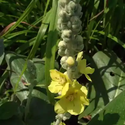 Foto von Seidige Königskerze 'Polarsommer' (Verbascum bombyciferum 'Polarsommer')