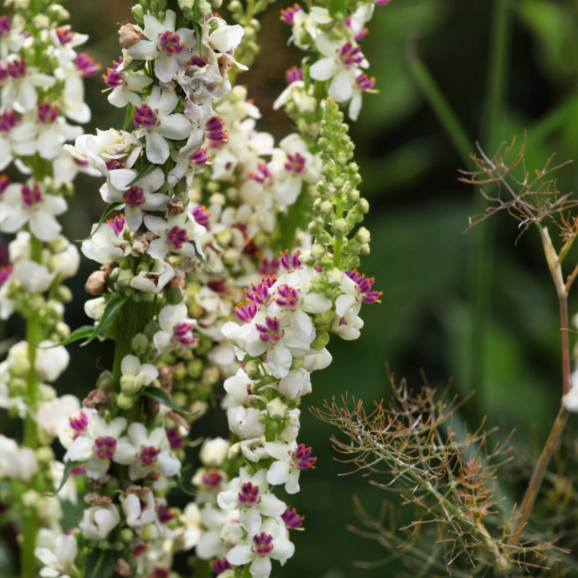 Chaixs Königskerze 'Album' (Verbascum chaixii 'Album')