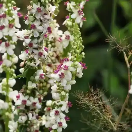 Foto von Chaixs Königskerze 'Album' (Verbascum chaixii 'Album')