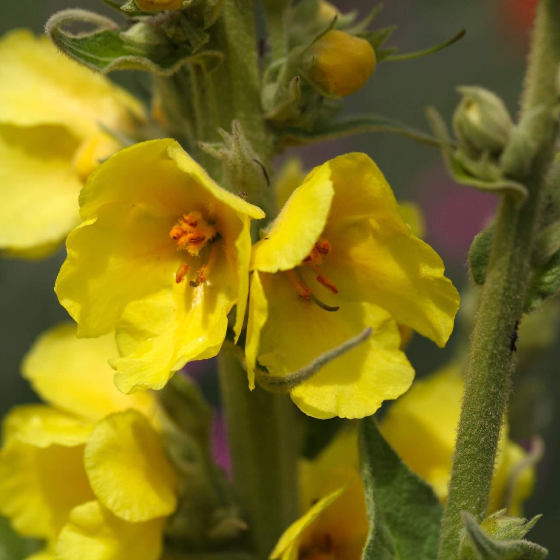 Großblütige Königskerze (Verbascum densiflorum)