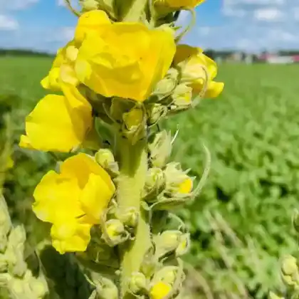 Foto von Großblütige Königskerze (Verbascum densiflorum)