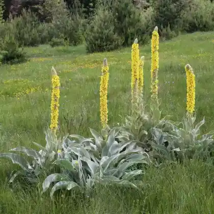 Foto von Langblättrige Königskerze (Verbascum longifolium)