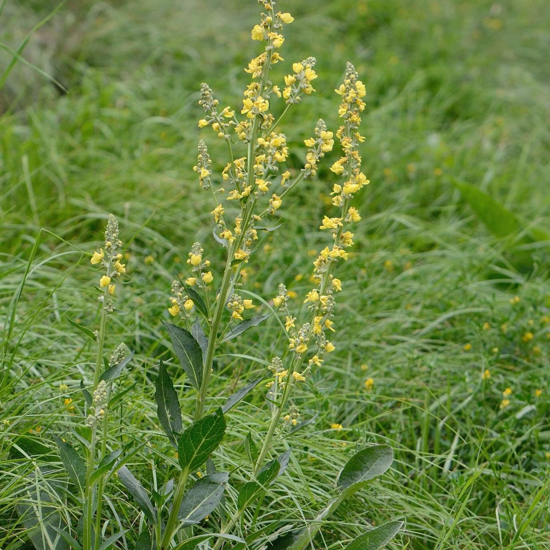 Mehlige Königskerze (Verbascum lychnitis)