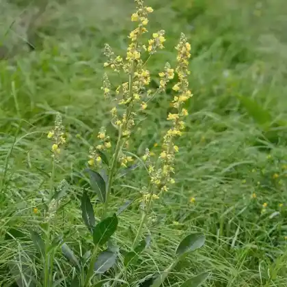 Foto von Mehlige Königskerze (Verbascum lychnitis)