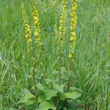 Foto von Schwarze Königskerze (Verbascum nigrum)