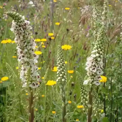 Foto von Weißblühende Königskerze 'Album' (Verbascum nigrum 'Album')