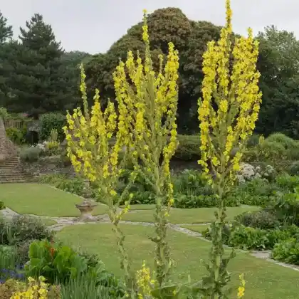 Foto von Kandelaber-Königskerze (Verbascum olympicum)