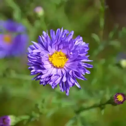 Foto von Berg-Aster 'Grunder' (Aster amellus 'Grunder')