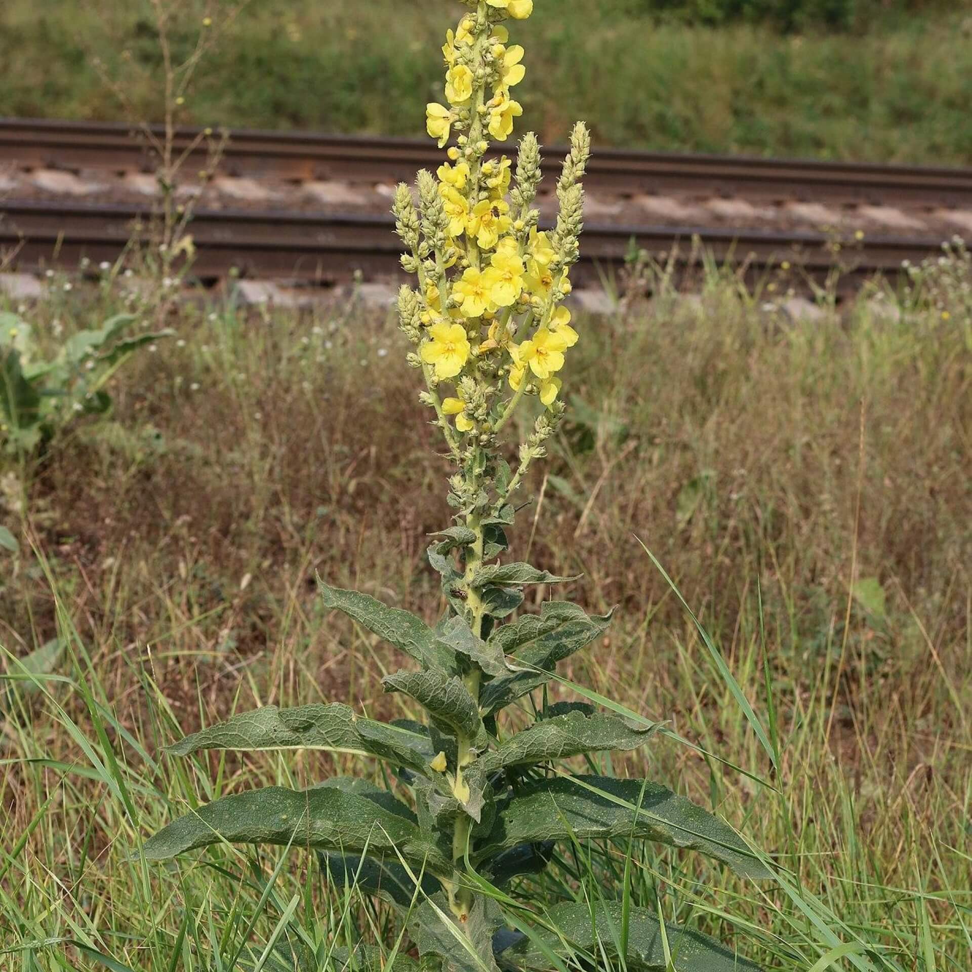 Windblumen-Königskerze (Verbascum phlomoides)