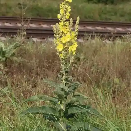 Foto von Windblumen-Königskerze (Verbascum phlomoides)