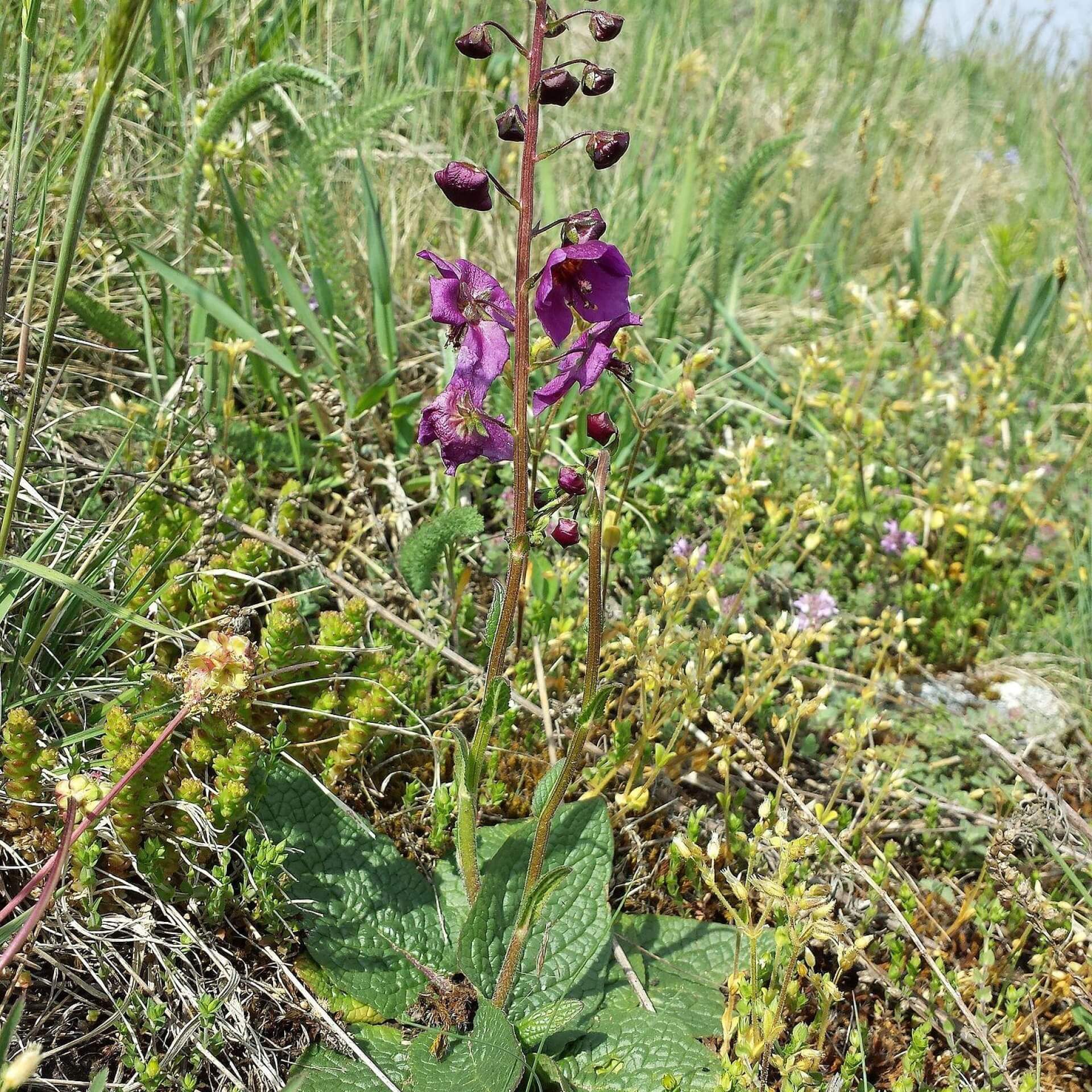 Violette Königskerze (Verbascum phoeniceum)