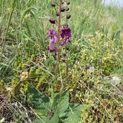 Foto von Violette Königskerze (Verbascum phoeniceum)