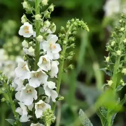 Foto von Garten-Königskerze 'Flush of White' (Verbascum phoeniceum 'Flush of White')
