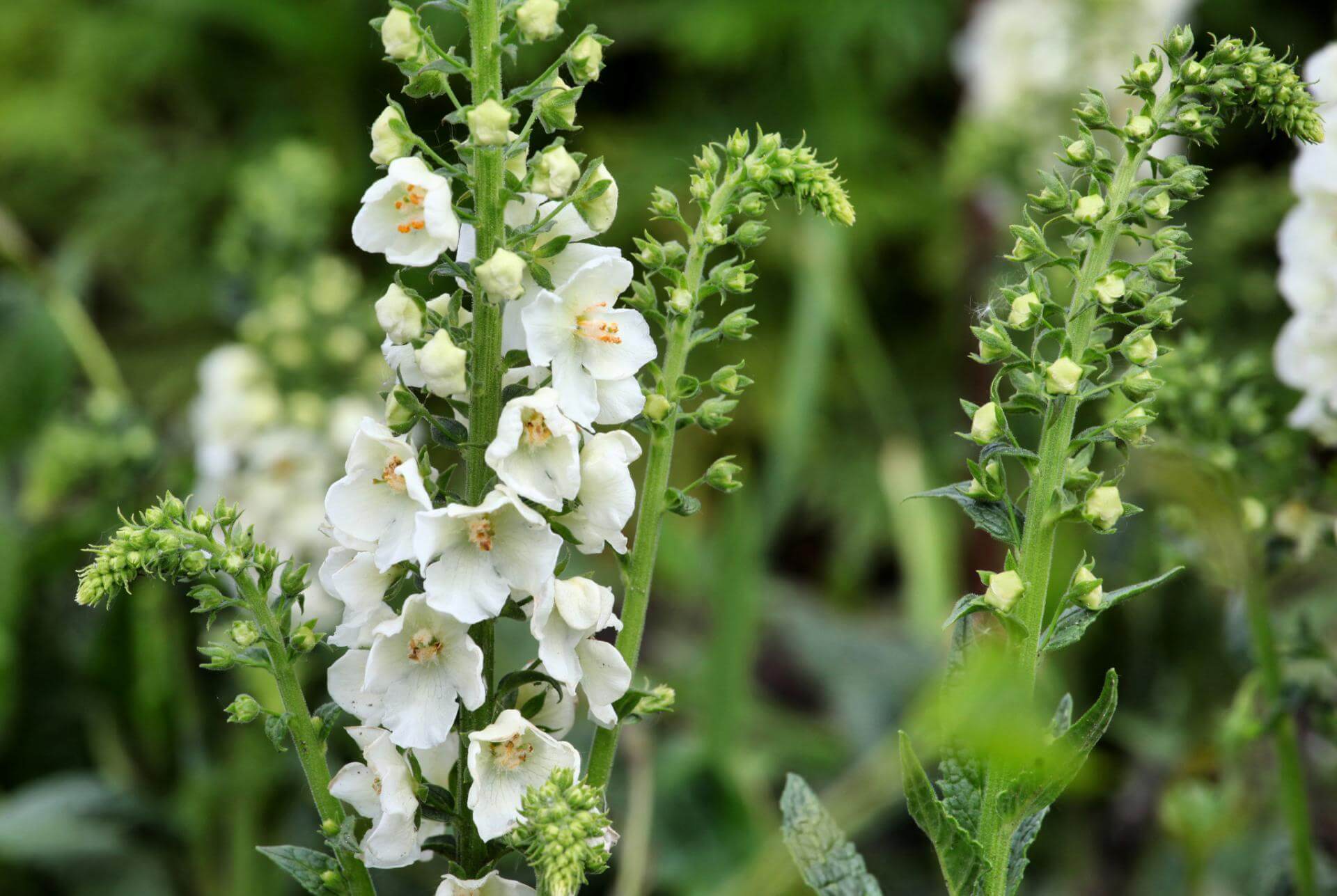 GartenKönigskerze 'Flush of White' / Verbascum phoeniceum 'Flush of White'