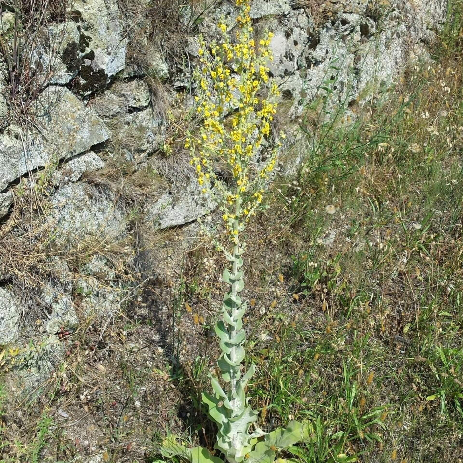 Flockige Königskerze (Verbascum pulverulentum)