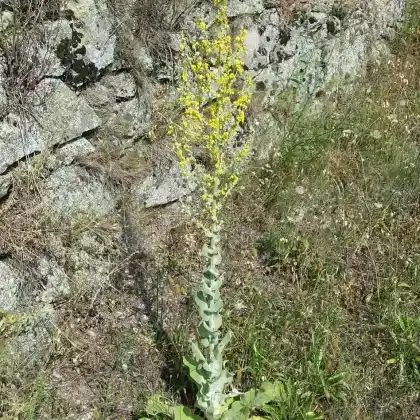 Foto von Flockige Königskerze (Verbascum pulverulentum)