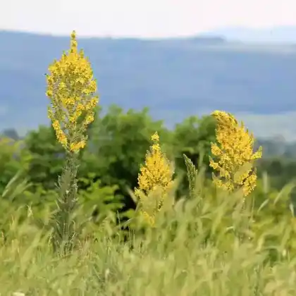 Foto von Pracht-Königskerze (Verbascum speciosum)