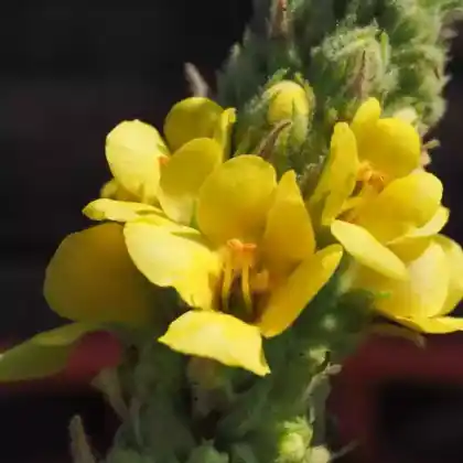 Foto von Kleinblütige Königskerze (Verbascum thapsus)