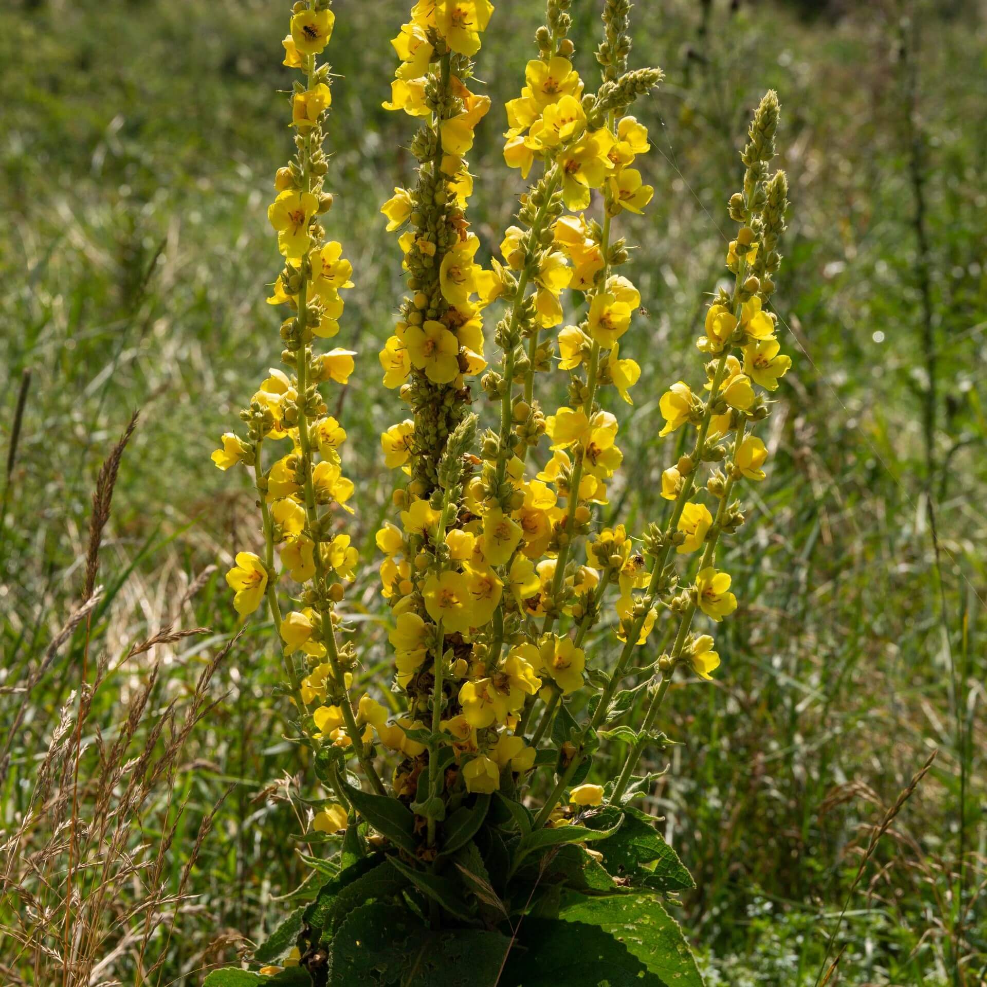 Kleinblütige Königskerze (Verbascum thapsus)