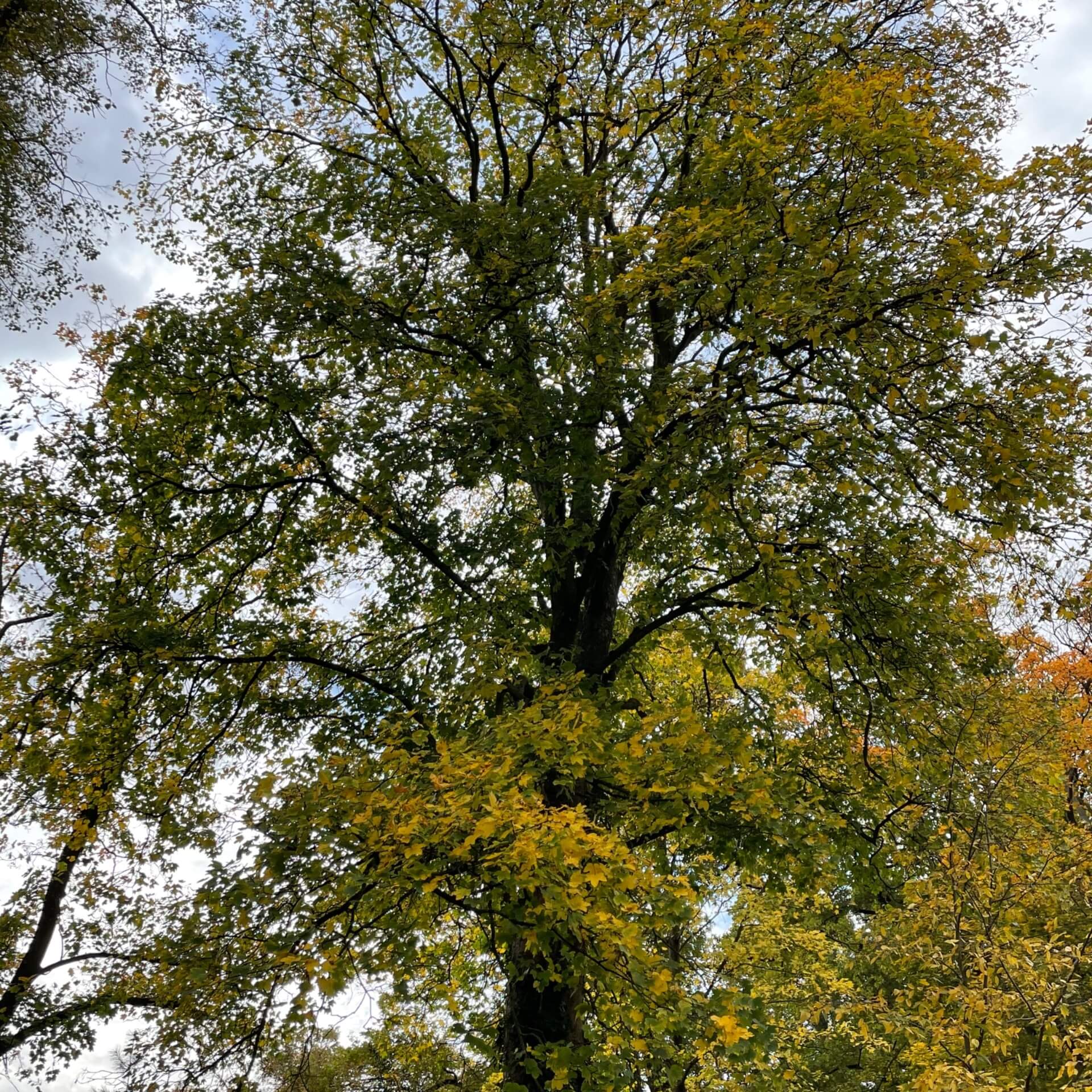 Berg-Ahorn (Acer pseudoplatanus)