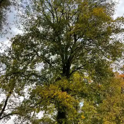 Foto von Berg-Ahorn (Acer pseudoplatanus)