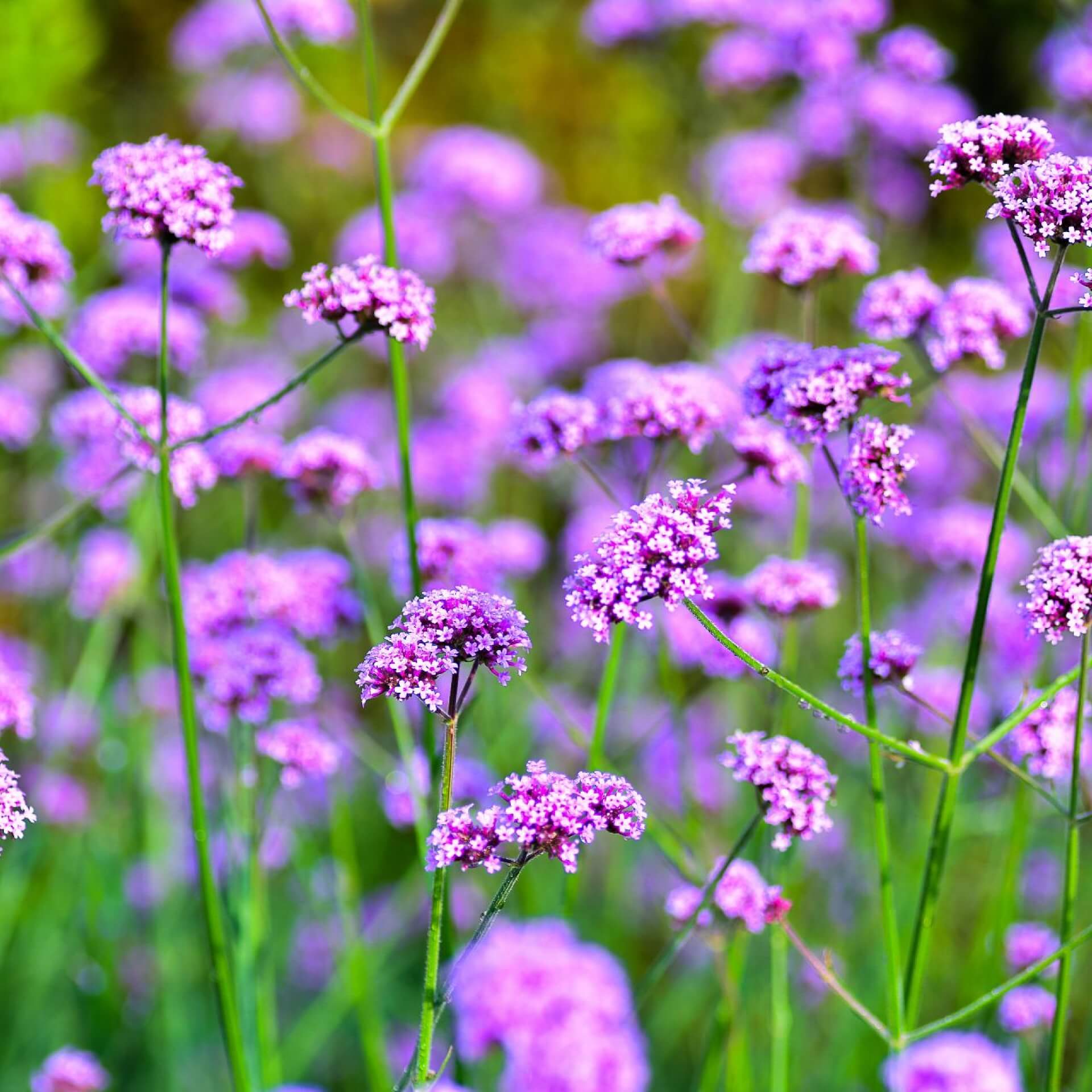 Patagonisches Eisenkraut (Verbena bonariensis)