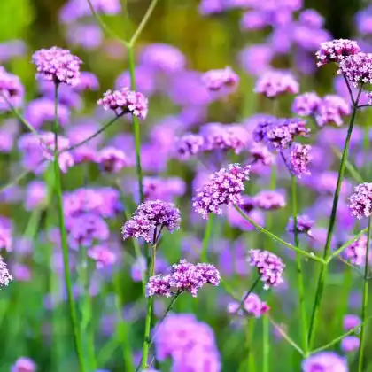 Foto von Patagonisches Eisenkraut (Verbena bonariensis)